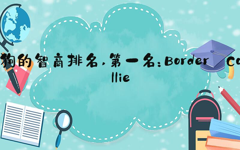 狗的智商排名 第一名：Border Collie